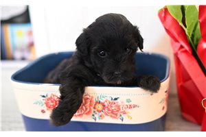 Winnie - puppy for sale
