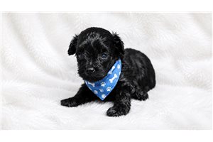 Theodore - Yorkiepoo - Yorkie Poo for sale