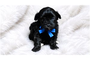 Hank - puppy for sale