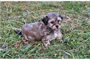 Molly - puppy for sale