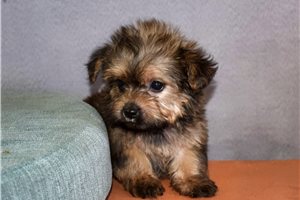 Little Lou - puppy for sale