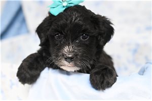 Eleanor - Yorkiepoo - Yorkie Poo for sale