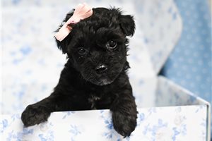 Vivien - Yorkiepoo - Yorkie Poo for sale