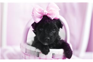 Vivien - Yorkiepoo - Yorkie Poo for sale