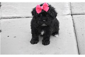 Vivien - Yorkiepoo - Yorkie Poo for sale