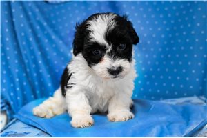 Guss - Yorkiepoo - Yorkie Poo for sale
