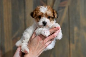 Anne - puppy for sale