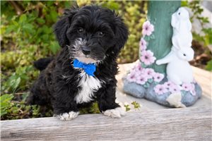 Skippy - Yorkiepoo - Yorkie Poo for sale
