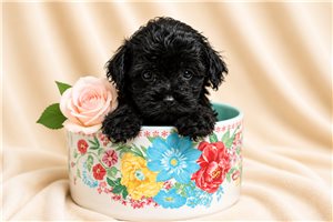 Theodore - Yorkiepoo - Yorkie Poo for sale