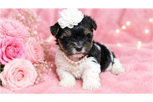 Molly - Yorkiepoo - Yorkie Poo for sale