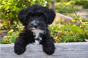 Eleanor - Yorkiepoo - Yorkie Poo for sale