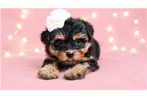 Ellie - Yorkiepoo - Yorkie Poo for sale