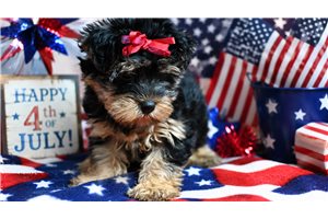 Ellie - Yorkiepoo - Yorkie Poo for sale
