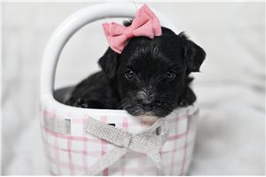 Eleanor - puppy for sale