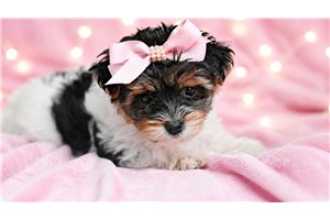 Sophie - Yorkiepoo - Yorkie Poo for sale