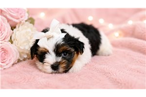 Lilly - Yorkiepoo - Yorkie Poo for sale