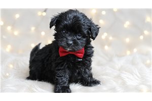 Hank - Yorkiepoo - Yorkie Poo for sale
