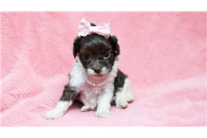 Chloe - puppy for sale