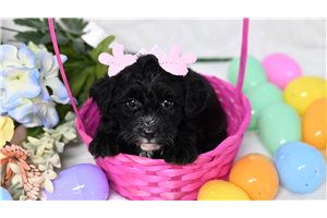 Eleanor - Yorkiepoo - Yorkie Poo for sale