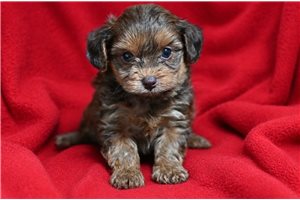 Milo - Yorkiepoo - Yorkie Poo for sale