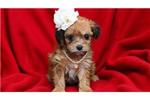 Anne - Yorkiepoo - Yorkie Poo for sale