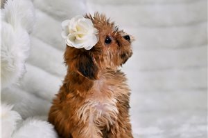 Anne - Yorkiepoo - Yorkie Poo for sale