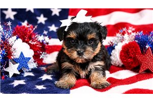 Winnie - Yorkiepoo - Yorkie Poo for sale