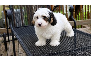 Moonpie - Yorkiepoo - Yorkie Poo for sale