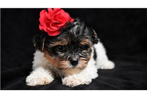 Sophie - Yorkiepoo - Yorkie Poo for sale