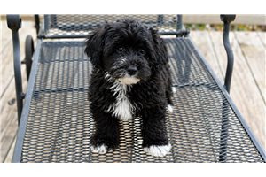Skippy - Yorkiepoo - Yorkie Poo for sale