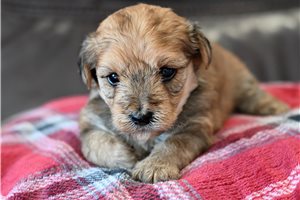 Bear - Yorkiepoo - Yorkie Poo for sale