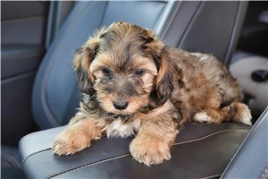 Teddy - puppy for sale