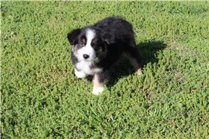 Bash - Australian Shepherd for sale