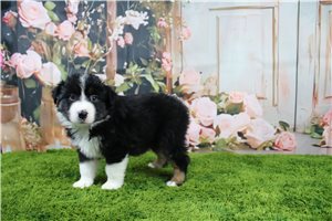 Bilbo - Australian Shepherd for sale