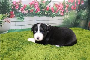Bilbo - Australian Shepherd for sale