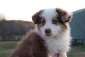 Ashe - Australian Shepherd for sale