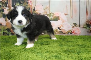Bash - Australian Shepherd for sale