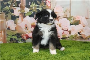 Betsy - Australian Shepherd for sale