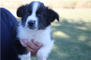 Fergus - Australian Shepherd for sale