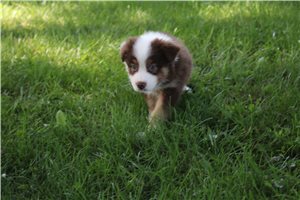 Carter - Australian Shepherd for sale