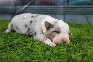 Bronx - puppy for sale