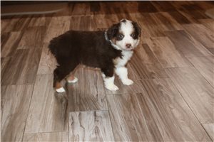 Alma - Australian Shepherd for sale
