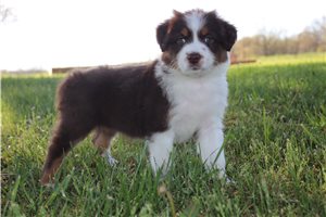Shania - puppy for sale