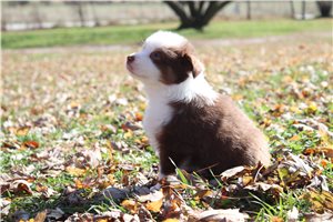 Ariel - Australian Shepherd for sale