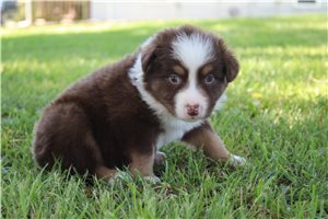 Chloe - puppy for sale