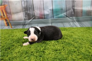 Bash - Australian Shepherd for sale