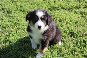 Brielle - Australian Shepherd for sale
