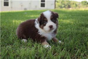 Carter - Australian Shepherd for sale