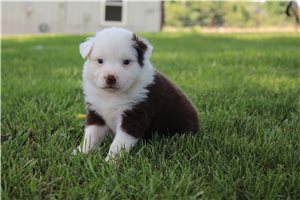 Calvin - puppy for sale
