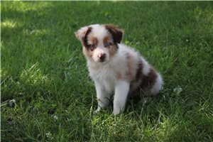 Cheyenne - Australian Shepherd for sale